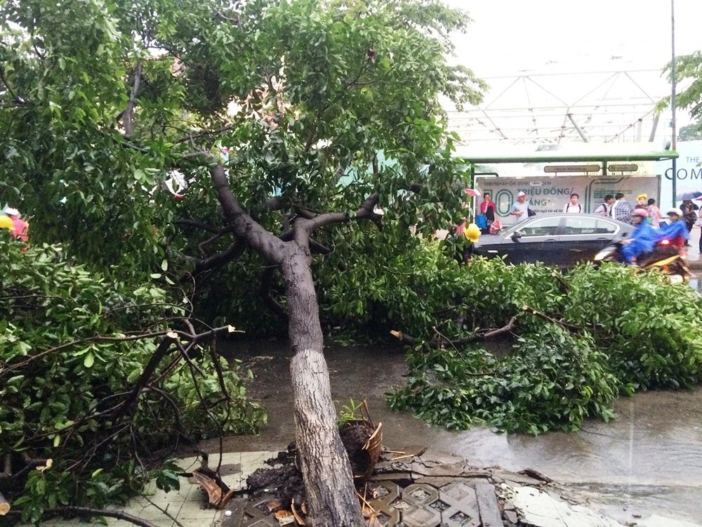 Cũng cùng thời gian một cây xanh trên đường Lê Lai, quận 1 cũng bị bật gốc. 